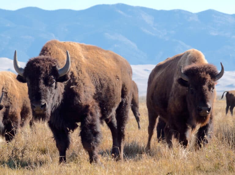 Bison Vs Elk What s The Difference Foods Guy