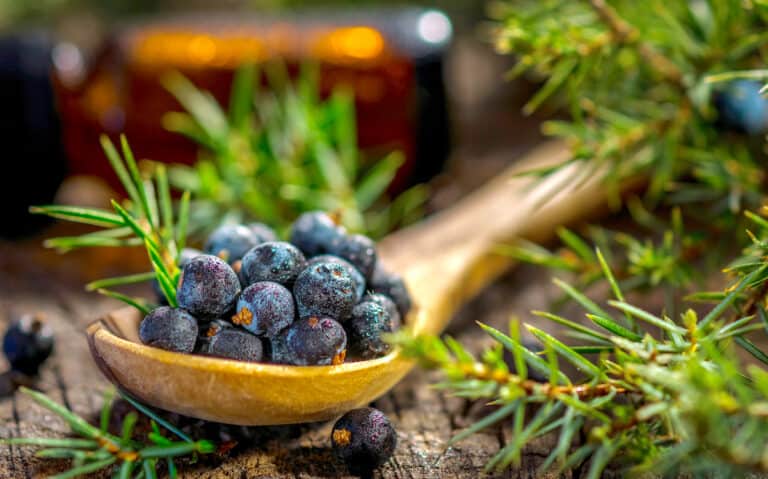The Best Juniper Berry Substitutes