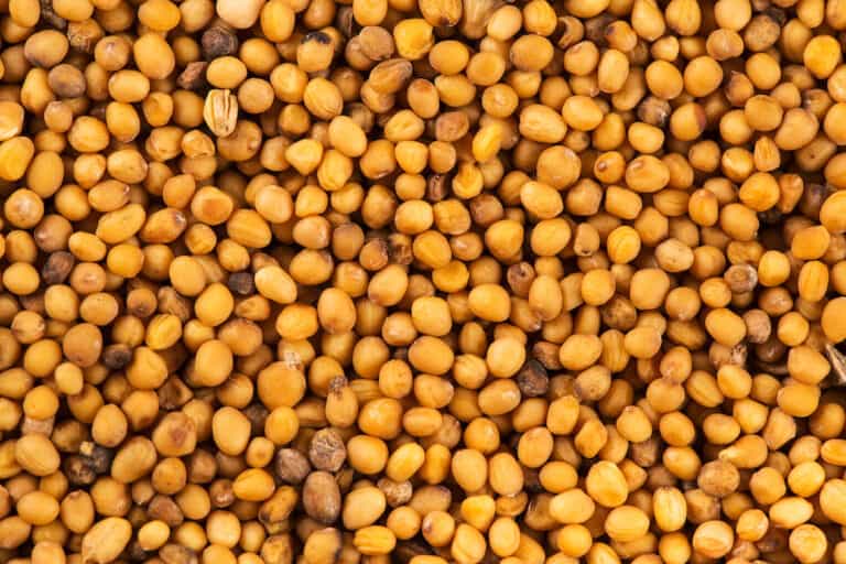 The 7 Best Substitutes For Mustard Seed