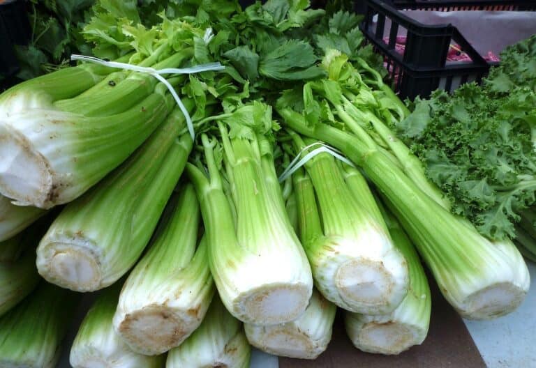 The Best Substitutes For Celery – Complete Guide
