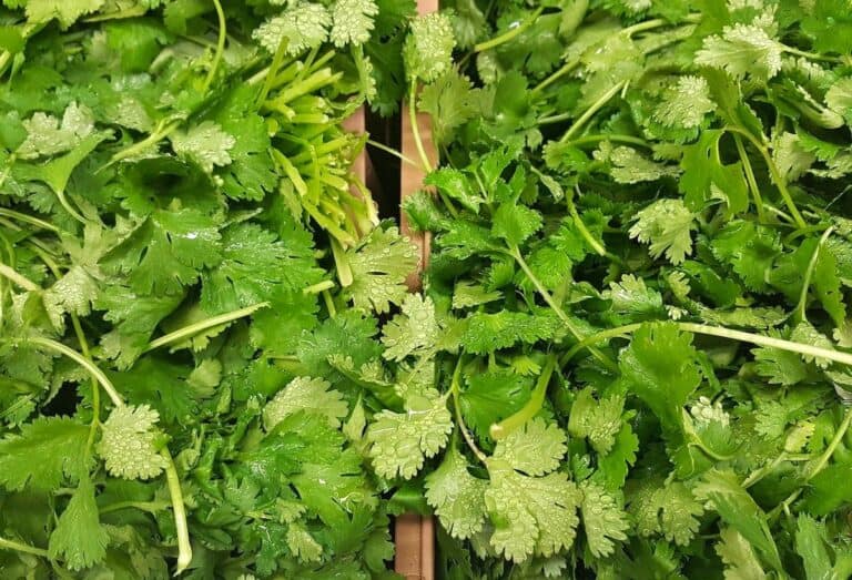 What Does Cilantro Smell Like?