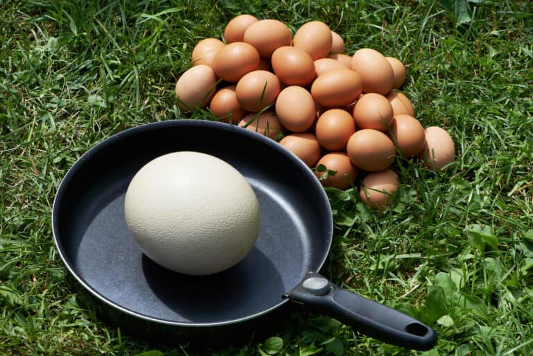 What Does An Ostrich Egg Taste Like?
