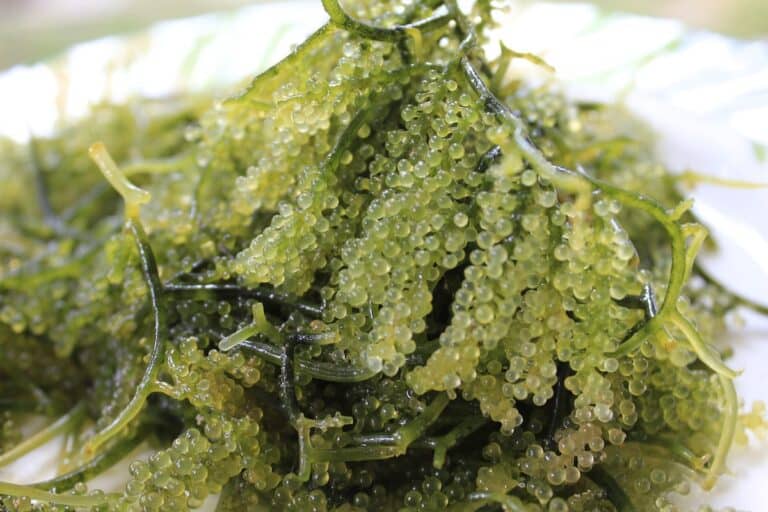 What Do Sea Grapes Taste Like?