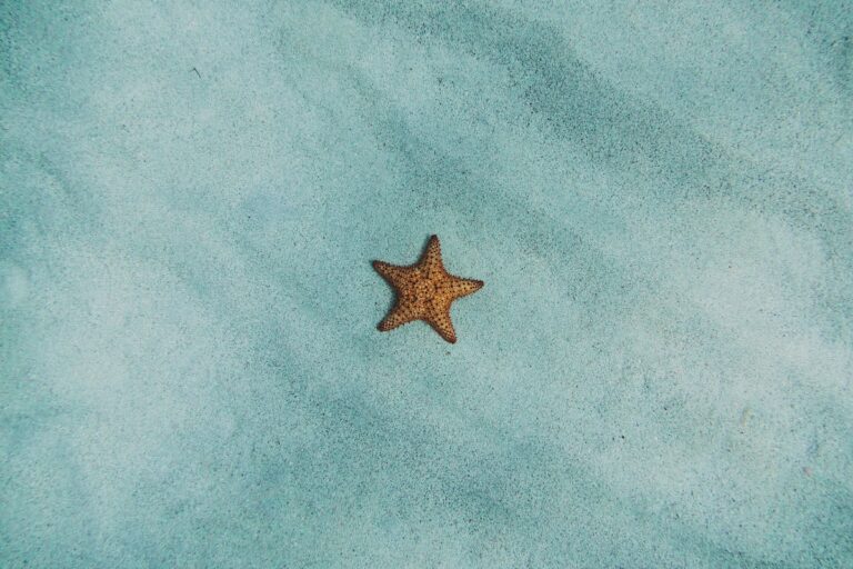 What Does Starfish Taste Like?