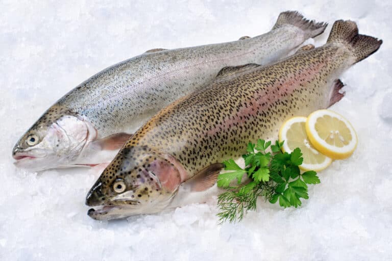 What Does Rainbow Trout Taste Like?