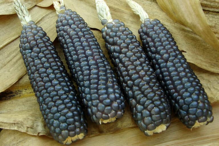 Is Blue Corn On The Cob Edible?