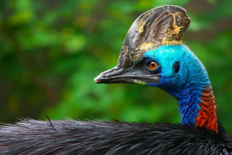 What Is Cassowary Meat?
