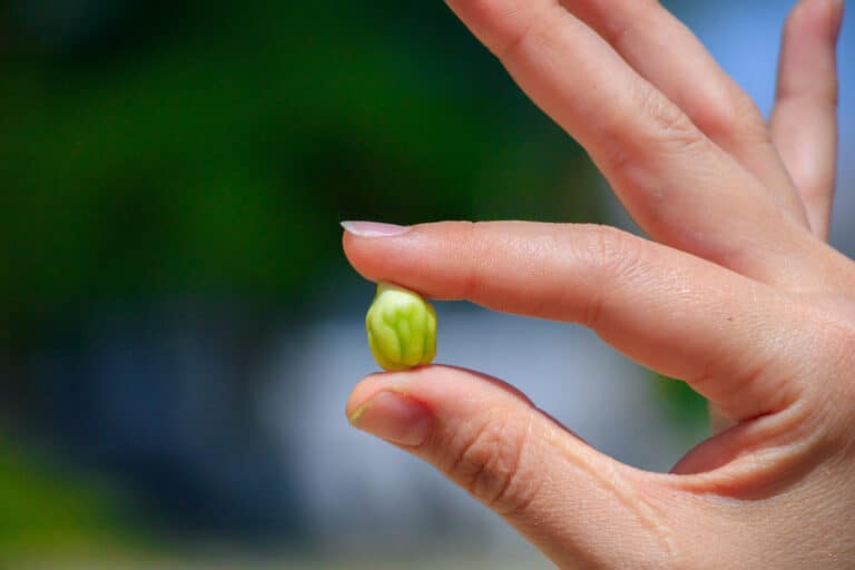 Green Chickpeas – Everything You Need To Know