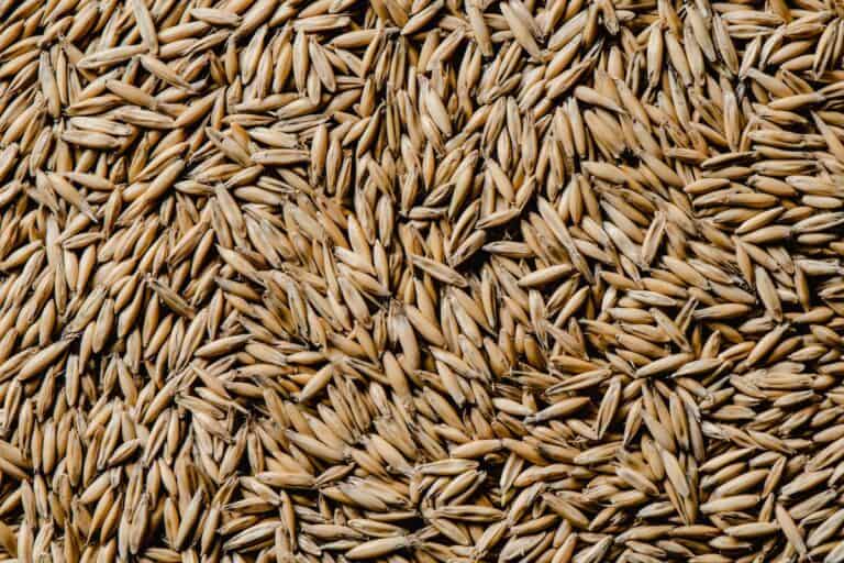 Oat Groats – The Complete Guide (& The Best To Buy)
