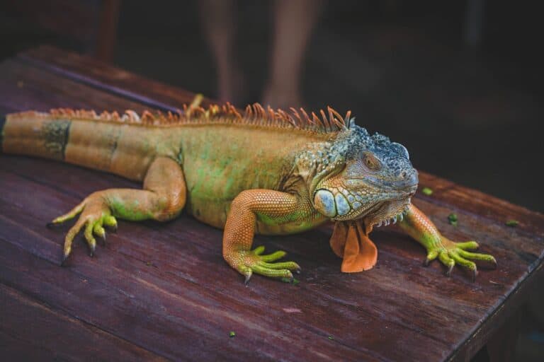 What Does Iguana Taste Like?