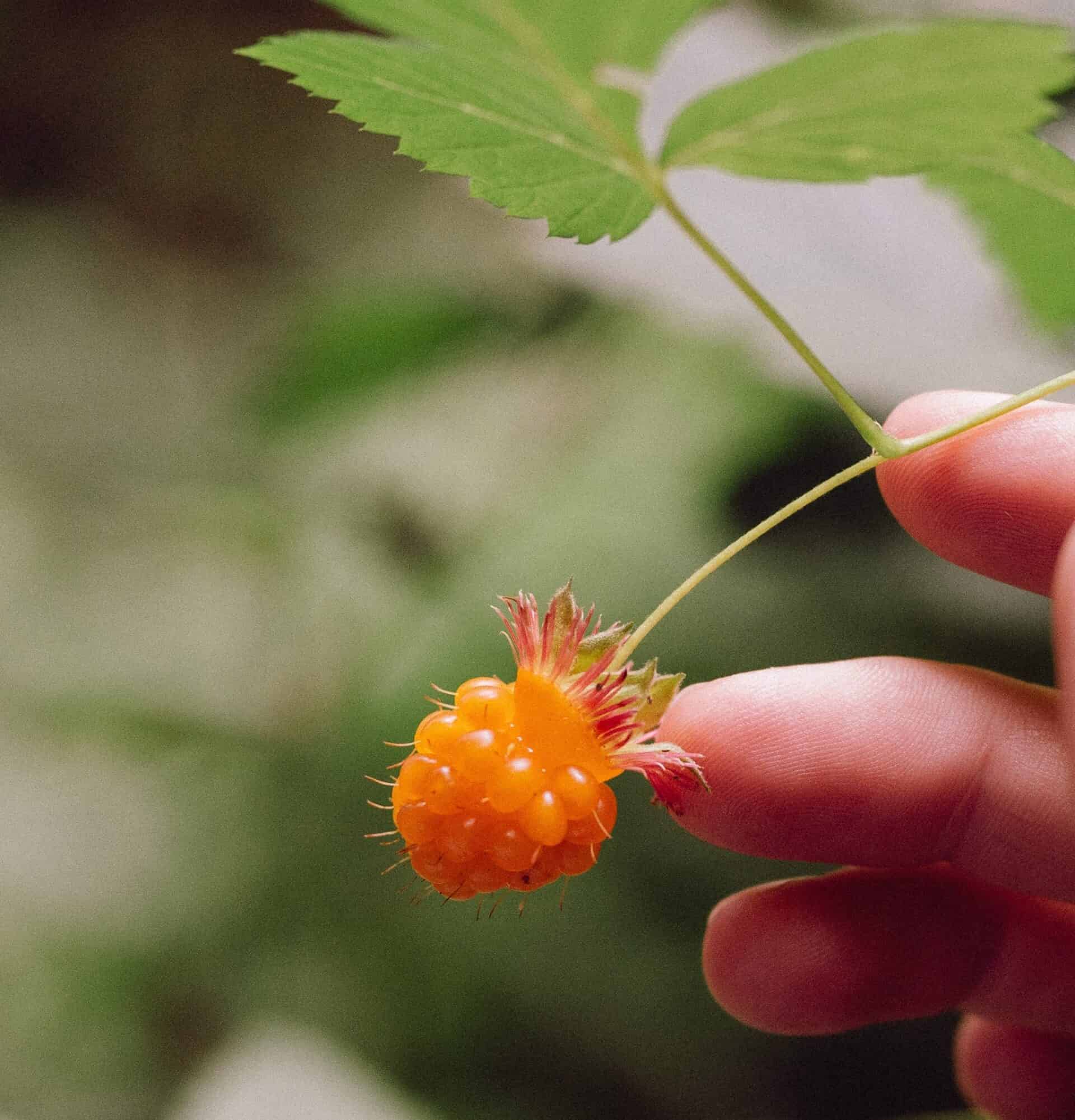 Fruits Like Raspberry 5 Fruits That Look Like Raspberries – TRYSEK